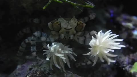 Hermit Crabs And Sea Anemone Use Each Other