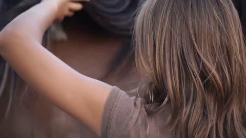 brushing the horse closeup