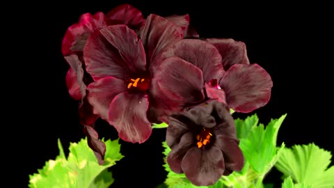 Black geranium blooming