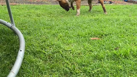 Bouncy Bull Terrier