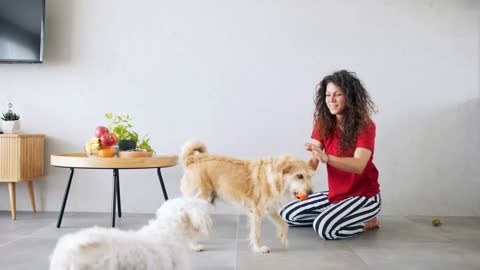 Portrait of woman indoors at home, playing with and training two pet dogs