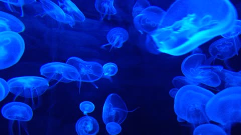 Amazing Blue jellyfishes