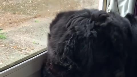 Dog Plays Lick And Breath With Miror Glass