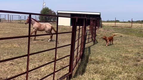 Golden Retriever Quickly Befriends Foal