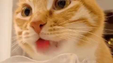 Video the cat drinks water