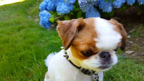 Unveiling the Secret to Homemade Dog Treats!