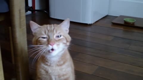 Sneezing cat can't stop sneezing !!