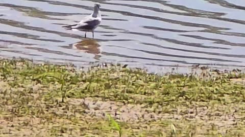 Beautiful seagull stands in the river / a seagull stands in the water.