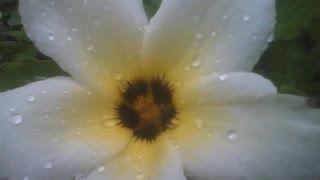 Flor sida é filmada bem de perto pela manhã,os pingos de chuva nela [Nature & Animals]