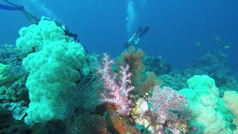 Top 5 diving spot Philippines 2021