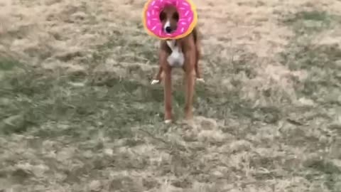 Doggy Zooms Around Yard With Favorite Donut Toy