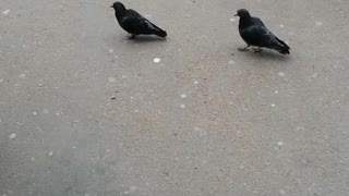 Pigeons in the city with people.