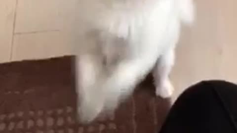 Small white dog begging for white fluffy squeaking ball on chair couch