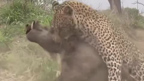 Panther prey