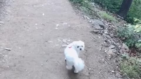 Puppy climbing