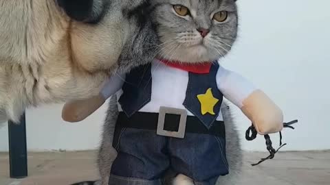 Pug not impressed with cat's cowboy outfit