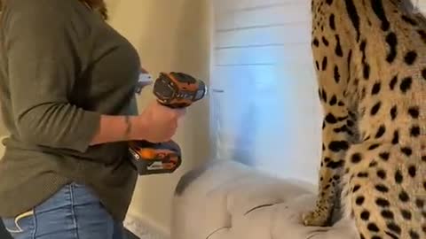 Cat vs Drill! Very funny video!