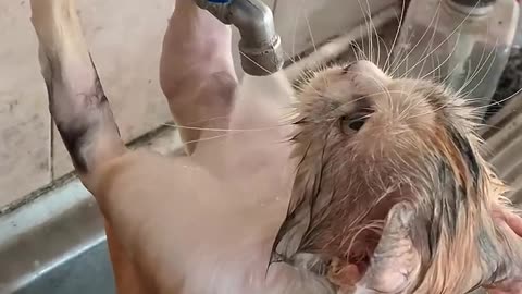 CAT LIKES TO BATHE