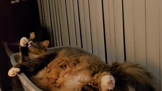 Petunia's Lazy Sunday (Featuring Petunia The Norwegian Forest Cat)