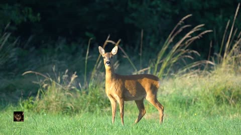 Deer Brings Beautiful Fawns From The Forest To Share Apples 2022