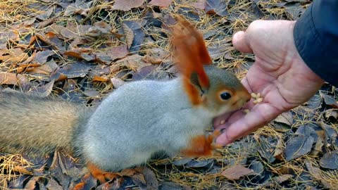 Squirrel eating