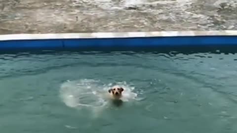 Great Dane puppy enjoys her first swim in the pool🧐😜🤣