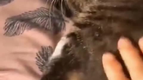 Funniest Animals - Best Of The 2021 Funny Animal Videos cute cat, funny animal , funny cats