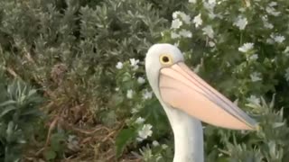 Australian Pelican - Mud Islands