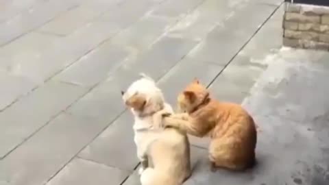 The cat and dog brothers have a good relationship