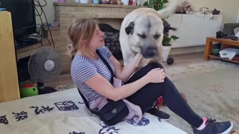 Kangal Greets His Owner
