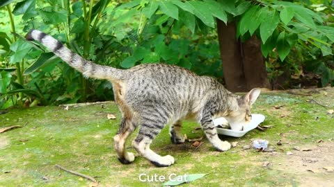 Abandoned cats - a cute cat - take care of the animal