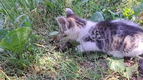 The little kitten played with the mouse and then ate it 🥰 Very interesting Kittens.