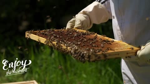 Bees and natural honey
