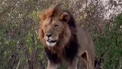 Lion Roaring,Lions Roaring Compilation,Lion Roar