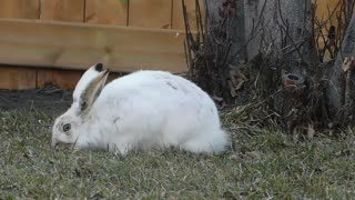 Hungry White Rabbit Finds Grass