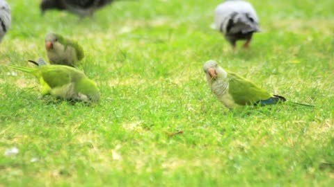 Parrots birds graze on green grass. Green wavy parrots and pigeons walking on summer meadow