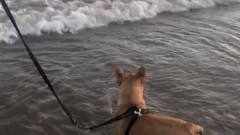 my cute dog loves beaches