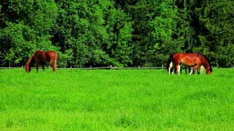 Horses graze on green field. Herd horses grazing on pasture