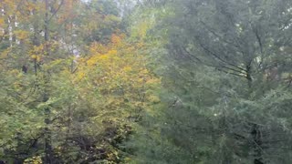 October 16, 2023 - The Changing Fall Colors as Seen From My Yard