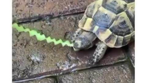 Amazing : Baby Tortoise giving peel a key design