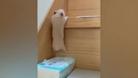 Funny hamster video