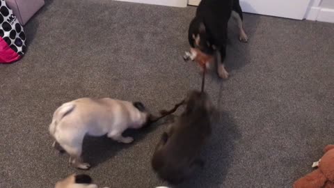Confused pug spectates tug of war match