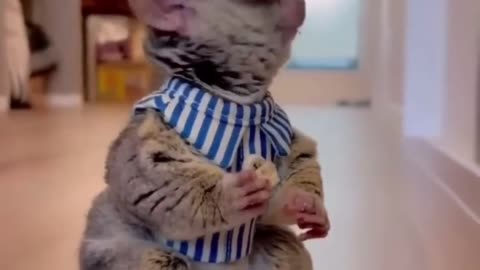 Best Funny Animal Videos, funniest animals ever. relax with cute animal's video