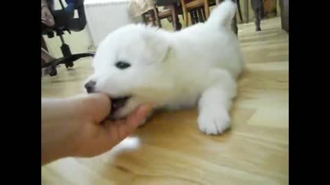 Samoyed puppy playing_batch