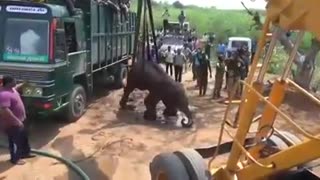 Elephant Rescued from well