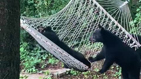 The bears found a hammock and decided to swing