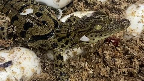 Baby ALLIGATOR HATCHING FROM EGG