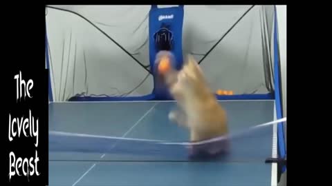 Cat & Dog playing PingPong 🤣😂
