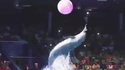 new dolphin 🐬 show amazing video