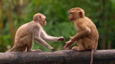 Funniest Monkey - cute and funny monkey videos(Full HD)